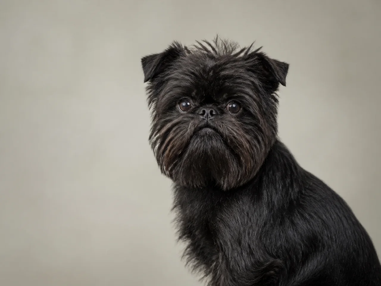 Healthy adult Affenpinscher breed portrait