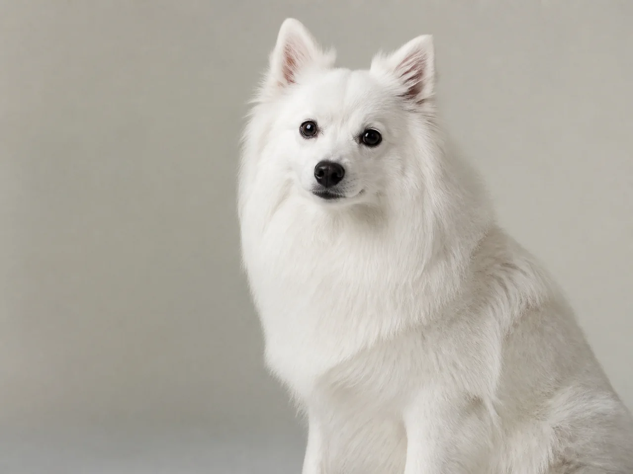 Healthy adult American Eskimo Dog breed portrait