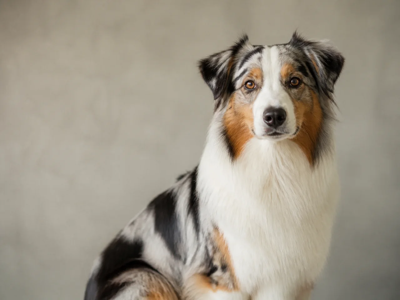 Healthy adult Australian Shepherd breed portrait
