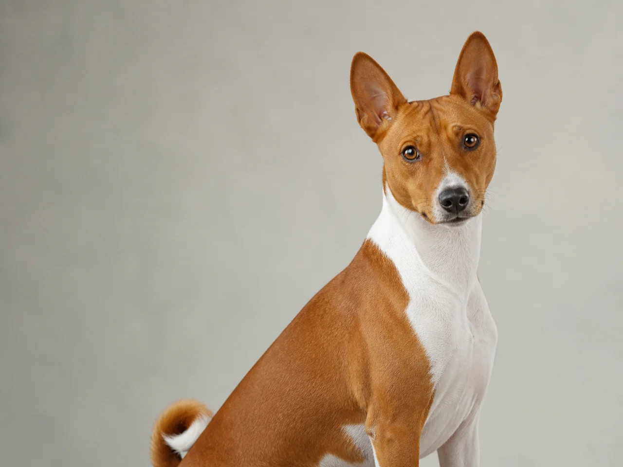 Healthy adult Basenji breed portrait