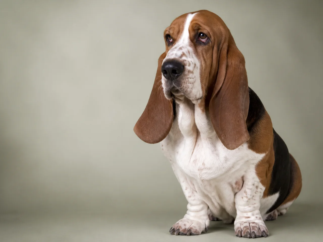 Healthy adult Basset Hound breed portrait