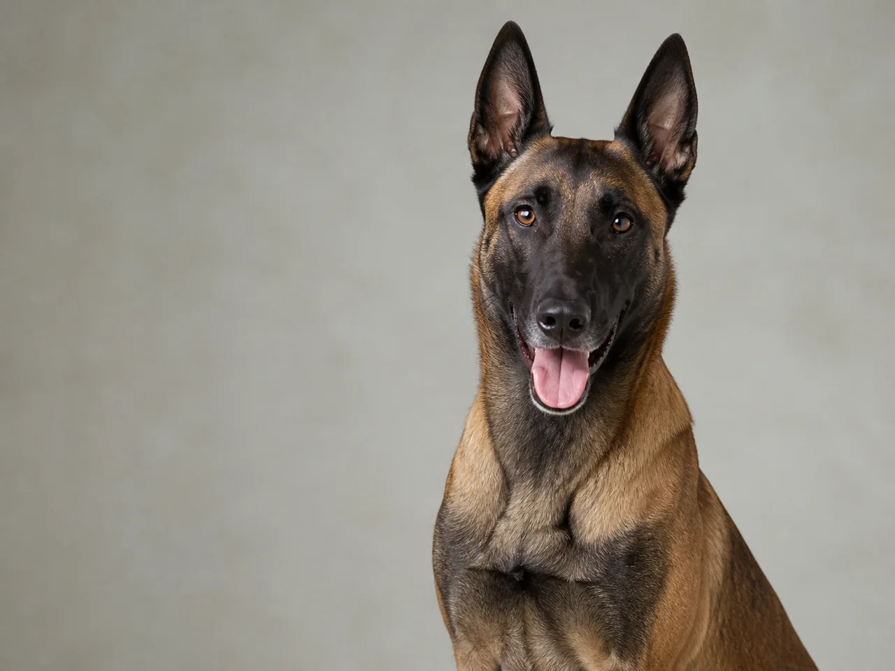 Healthy adult Belgian Malinois breed portrait