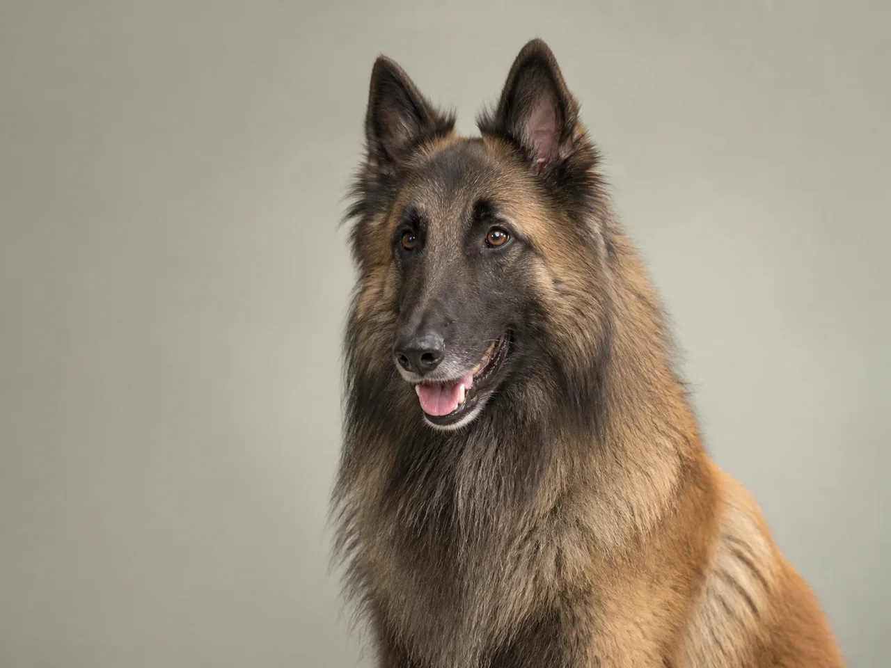Healthy adult Belgian Tervuren breed portrait
