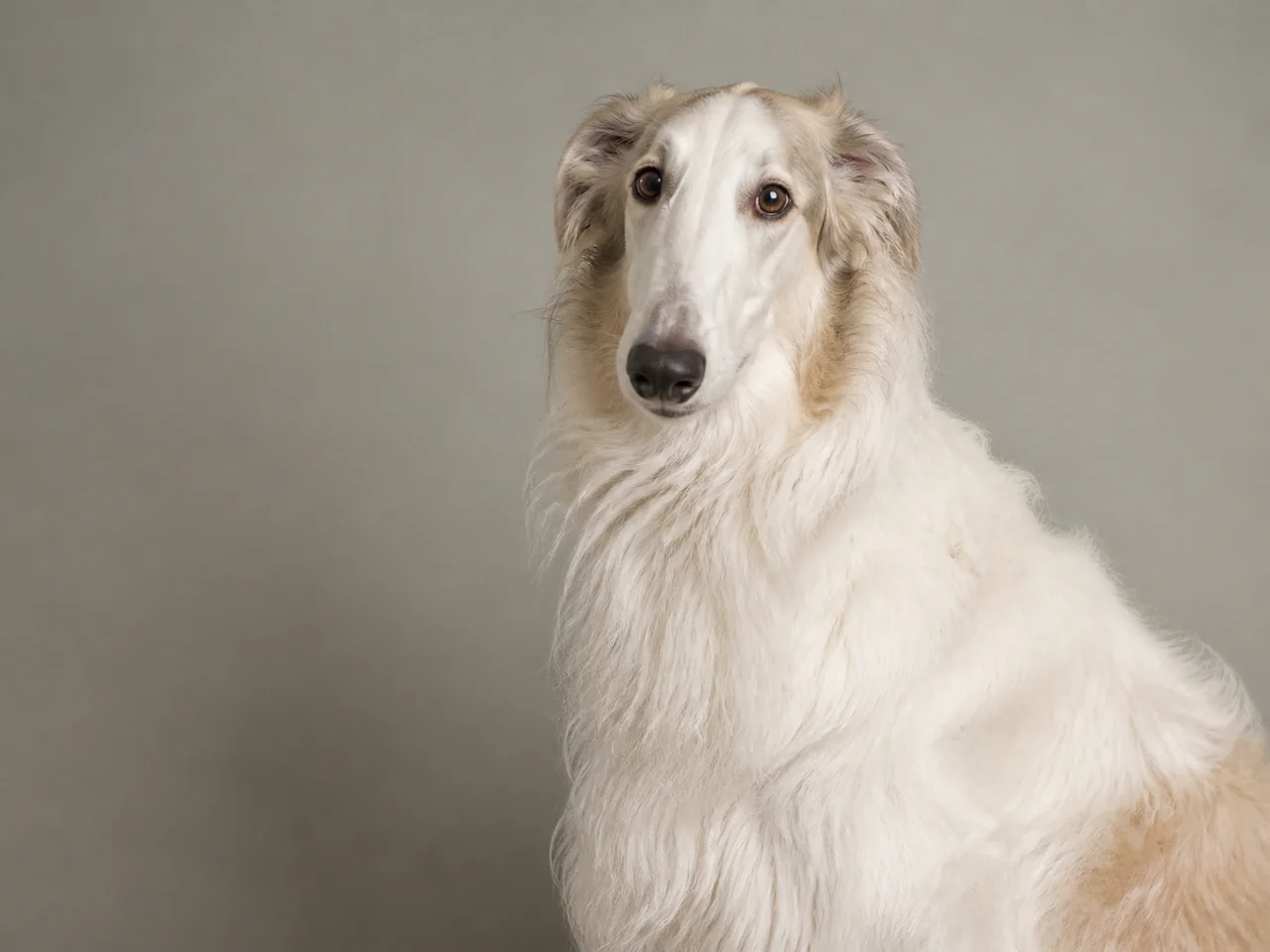 Healthy adult Borzoi breed portrait