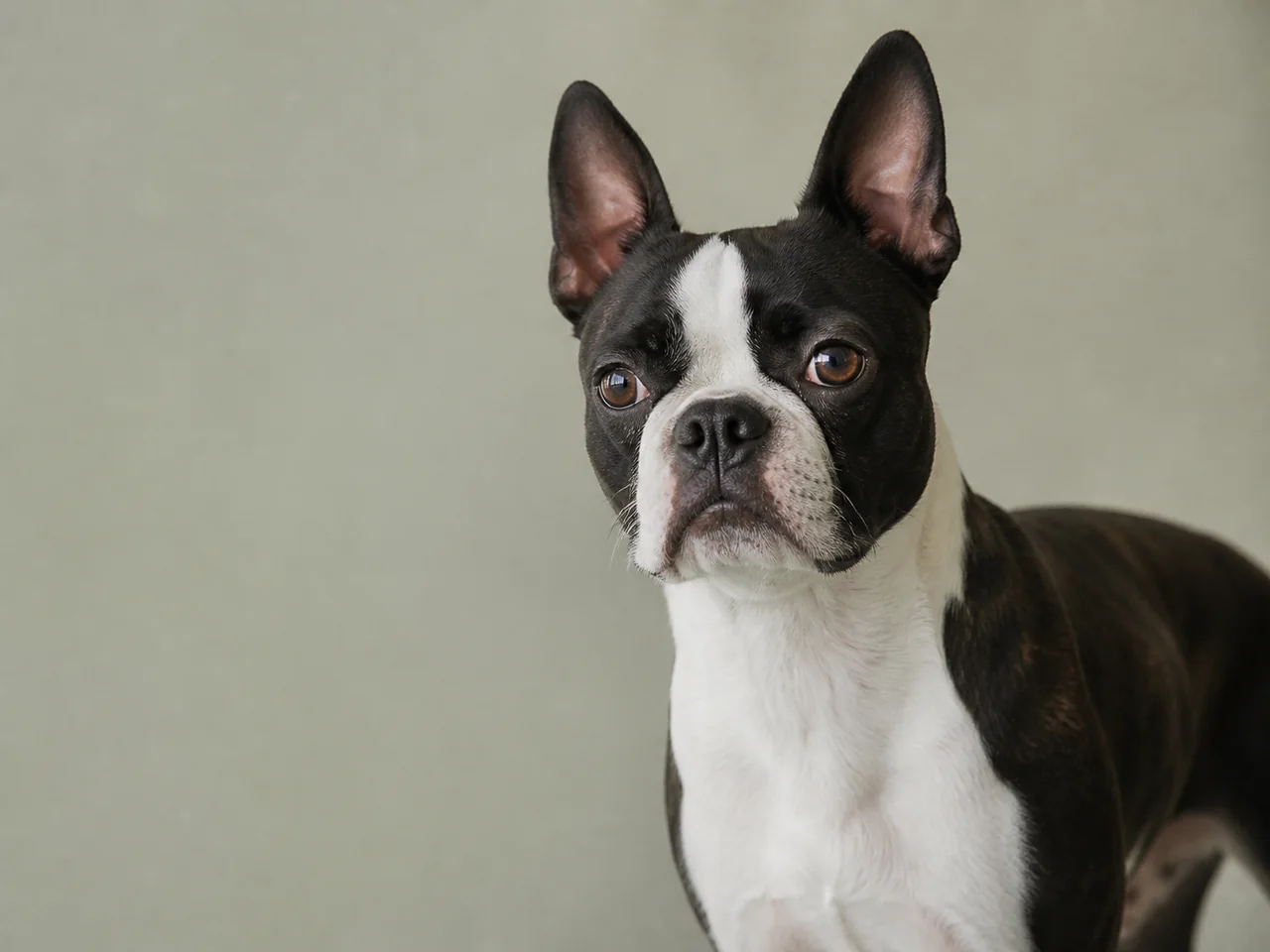 Healthy adult Boston Terrier breed portrait