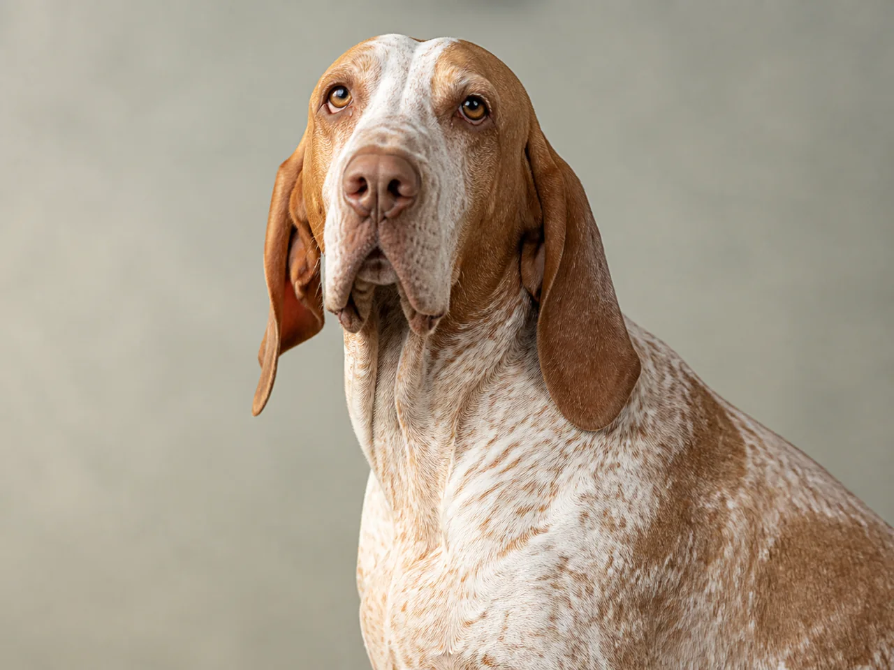 Healthy adult Bracco Italiano breed portrait