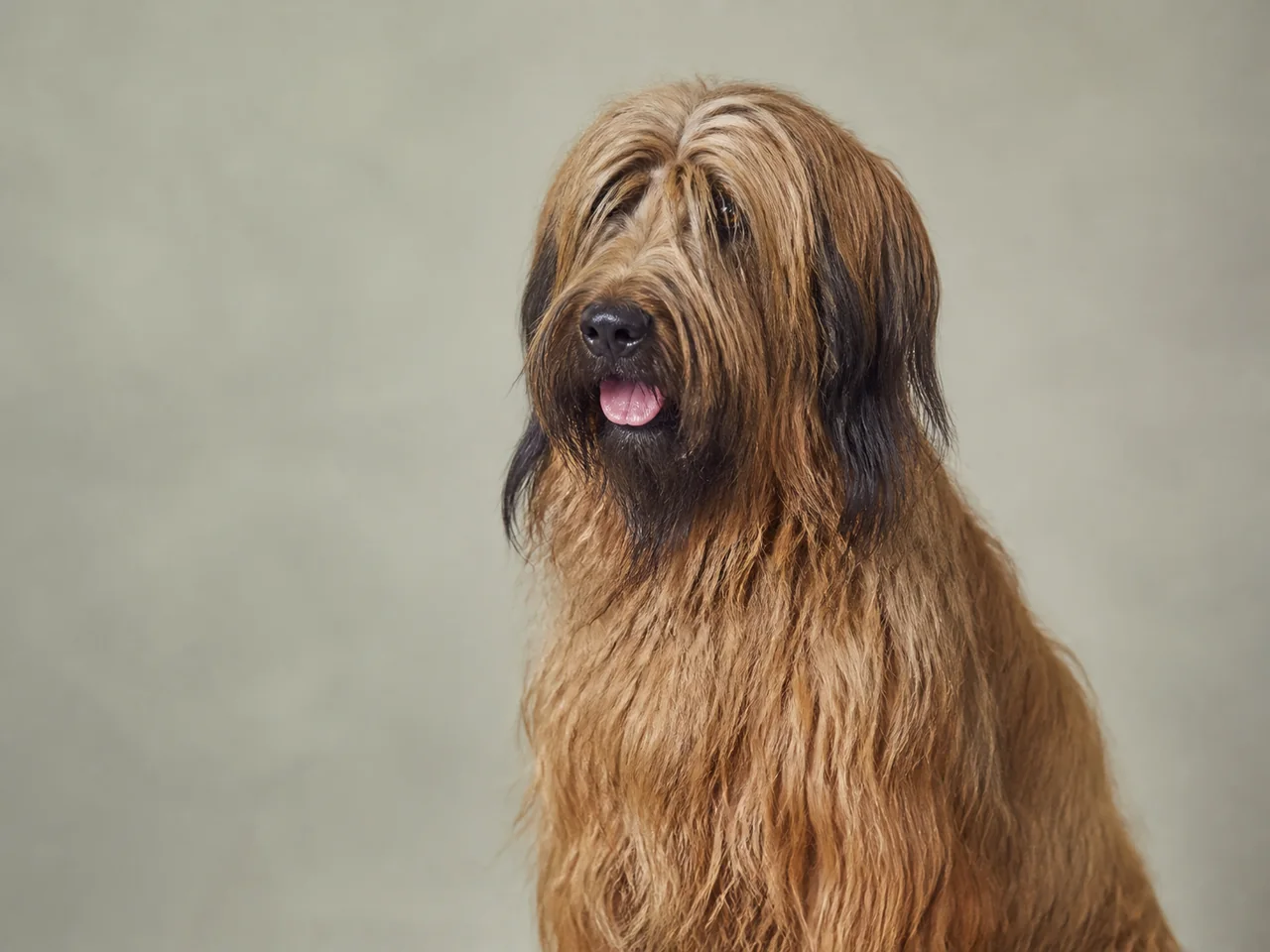 Healthy adult Briard breed portrait