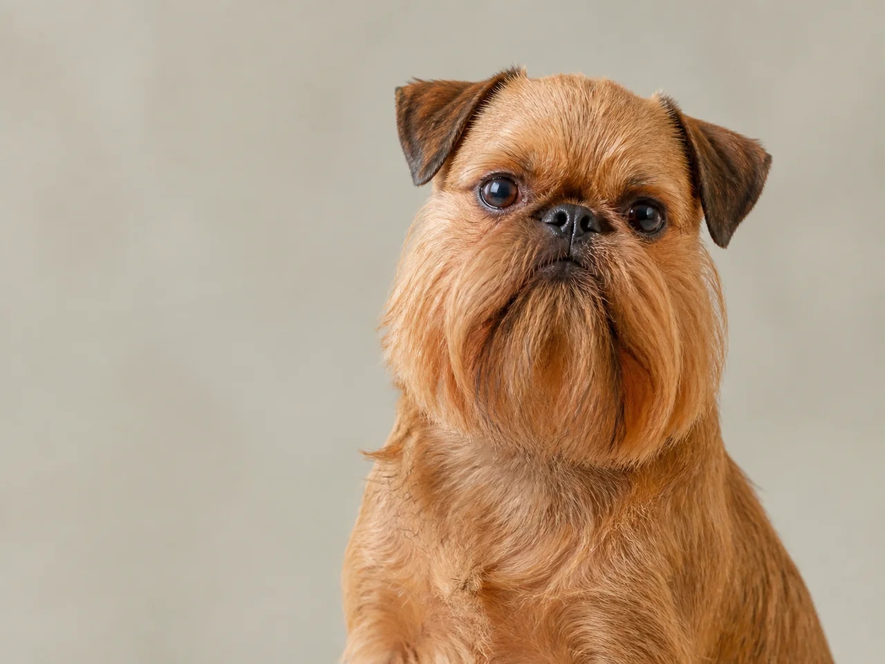 Healthy adult Brussels Griffon breed portrait
