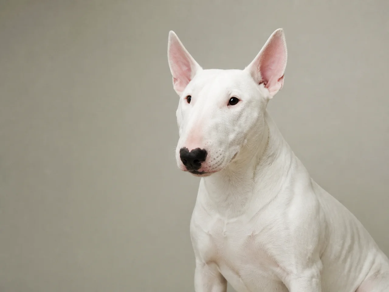 Healthy adult Bull Terrier breed portrait