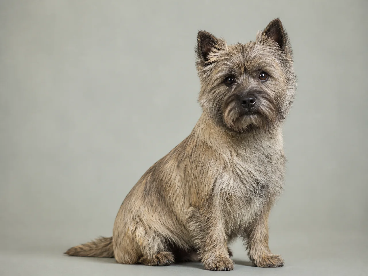 Healthy adult Cairn Terrier breed portrait