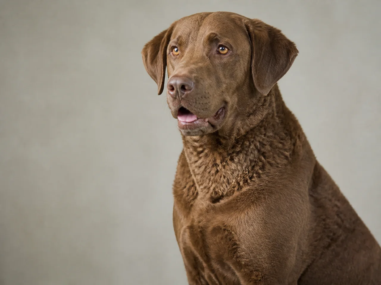 Healthy adult Chesapeake Bay Retriever breed portrait