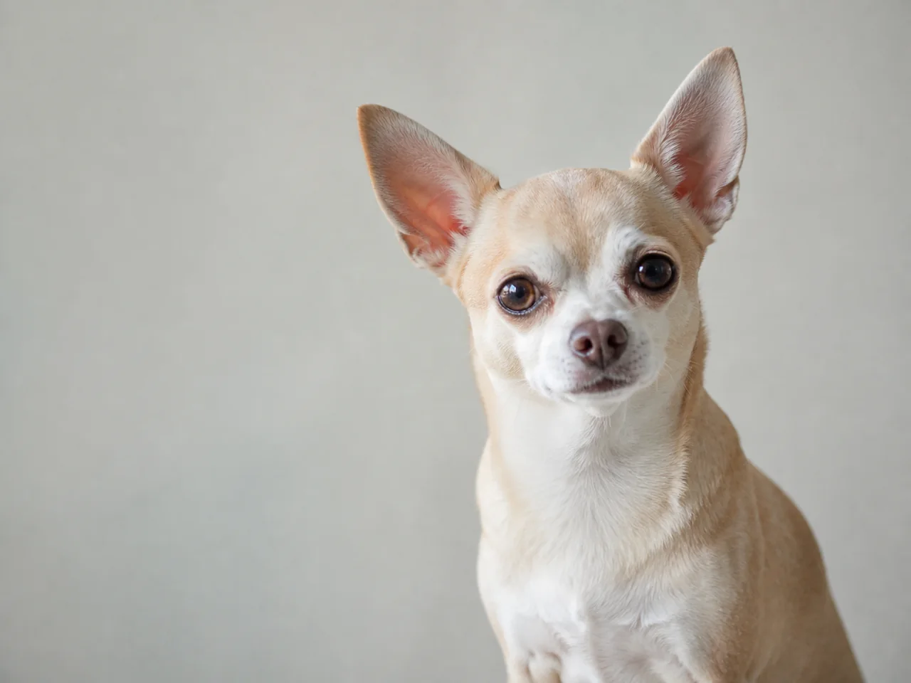 Healthy adult Chihuahua breed portrait