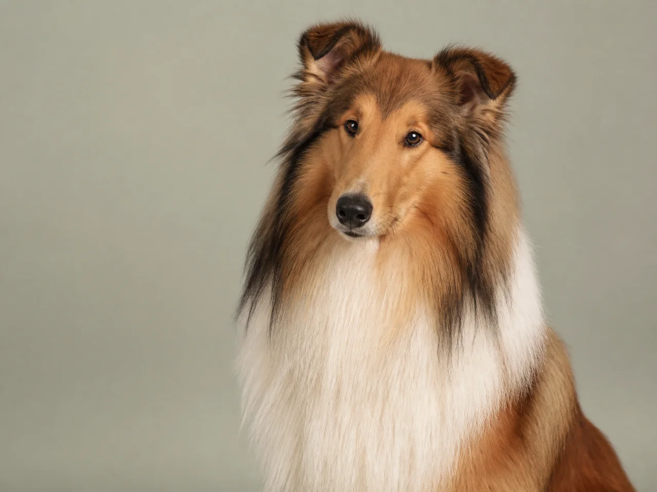 Healthy adult Collie breed portrait