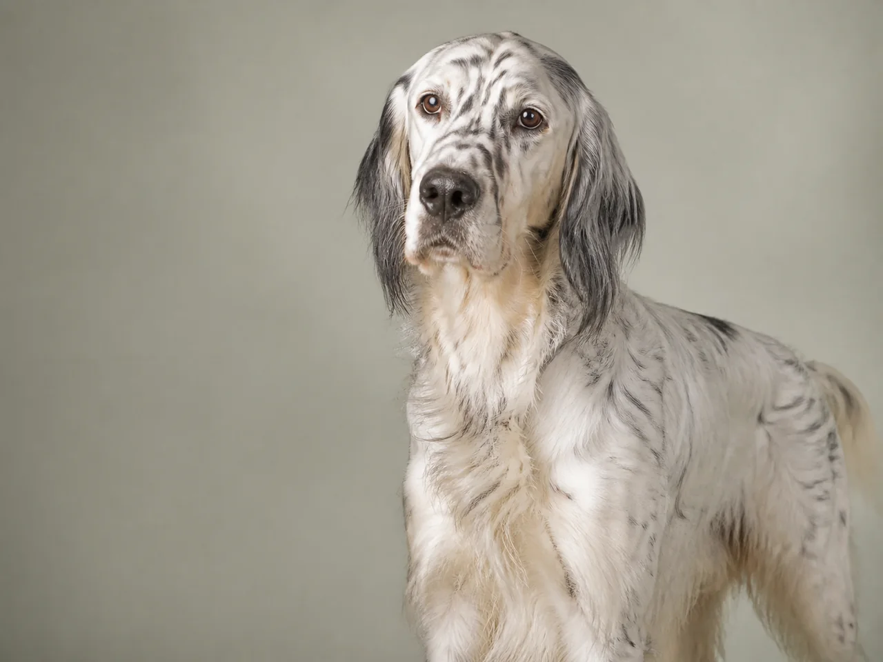 Healthy adult English Setter breed portrait