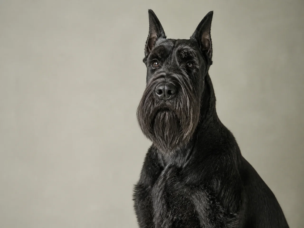 Healthy adult Giant Schnauzer breed portrait