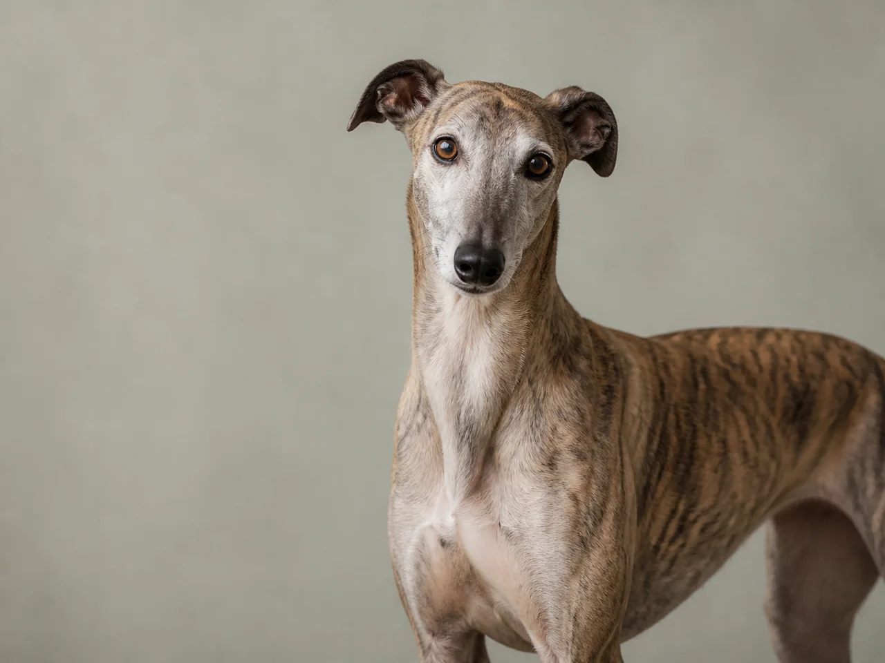 Healthy adult Greyhound breed portrait