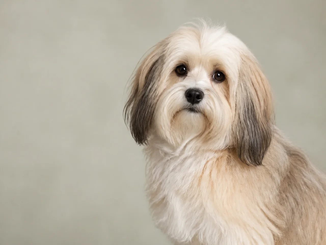 Healthy adult Havanese breed portrait