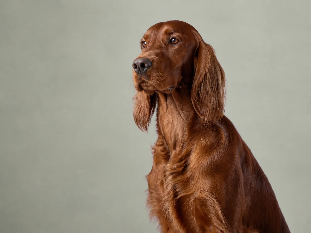 Healthy adult Irish Setter breed portrait