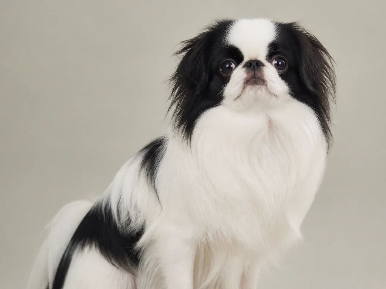Healthy adult Japanese Chin breed portrait
