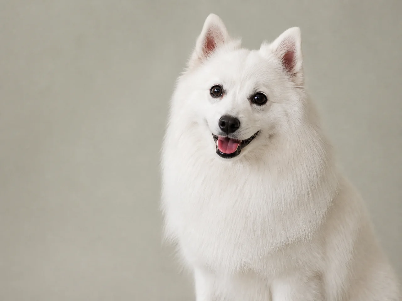 Healthy adult Japanese Spitz breed portrait