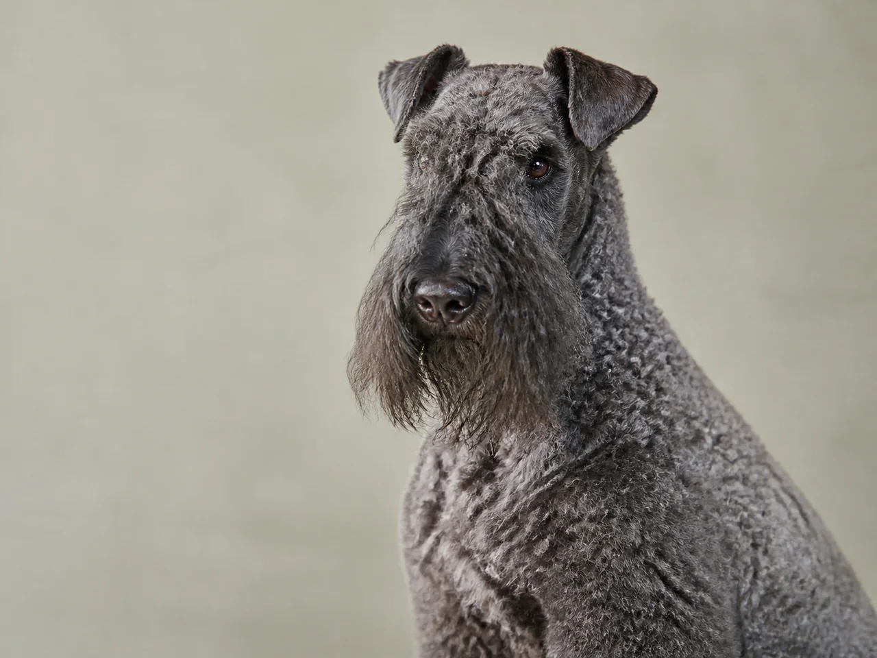 Healthy adult Kerry Blue Terrier breed portrait