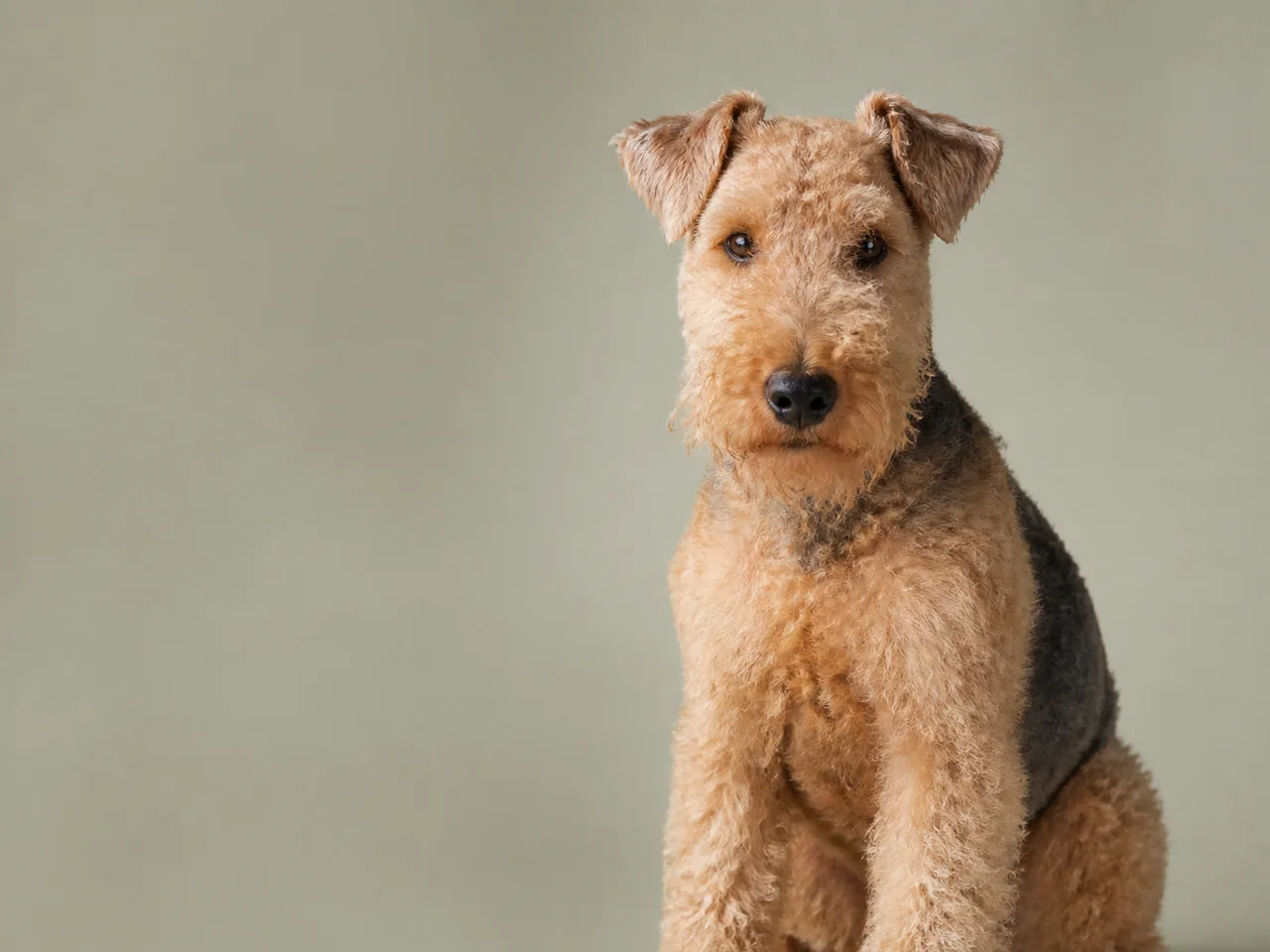 Healthy adult Lakeland Terrier breed portrait