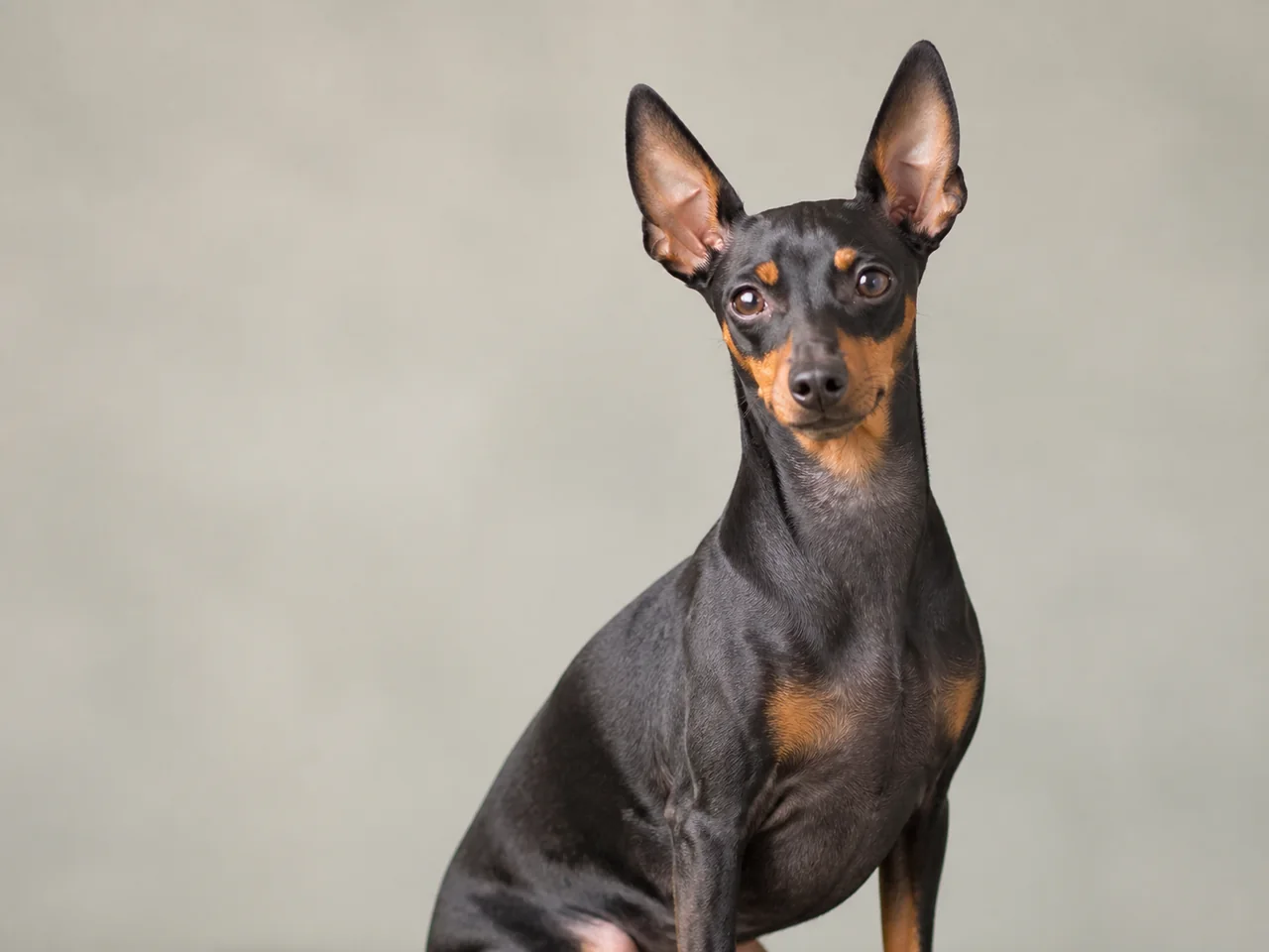 Healthy adult Manchester Terrier (Toy) breed portrait