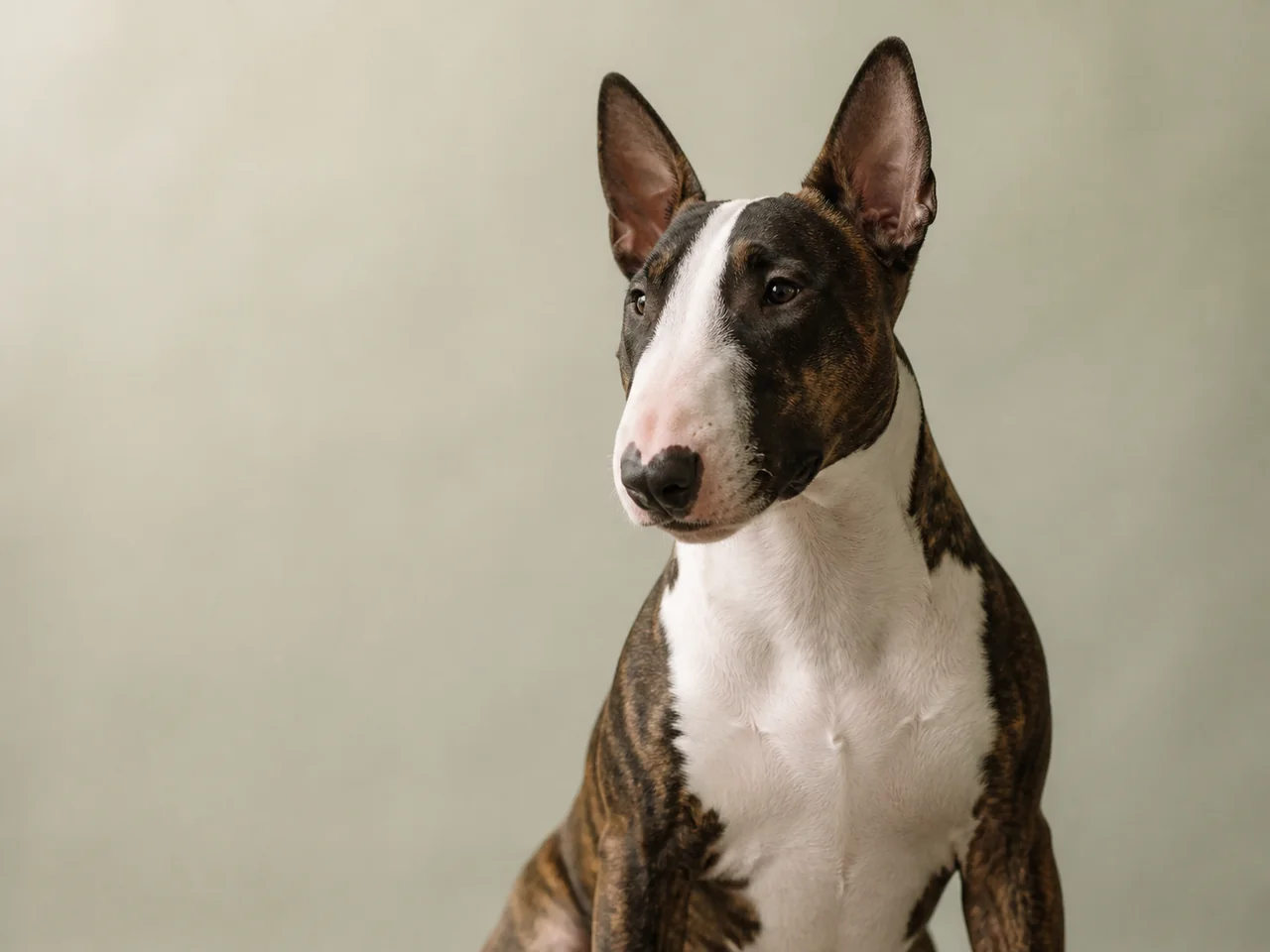 Healthy adult Miniature Bull Terrier breed portrait