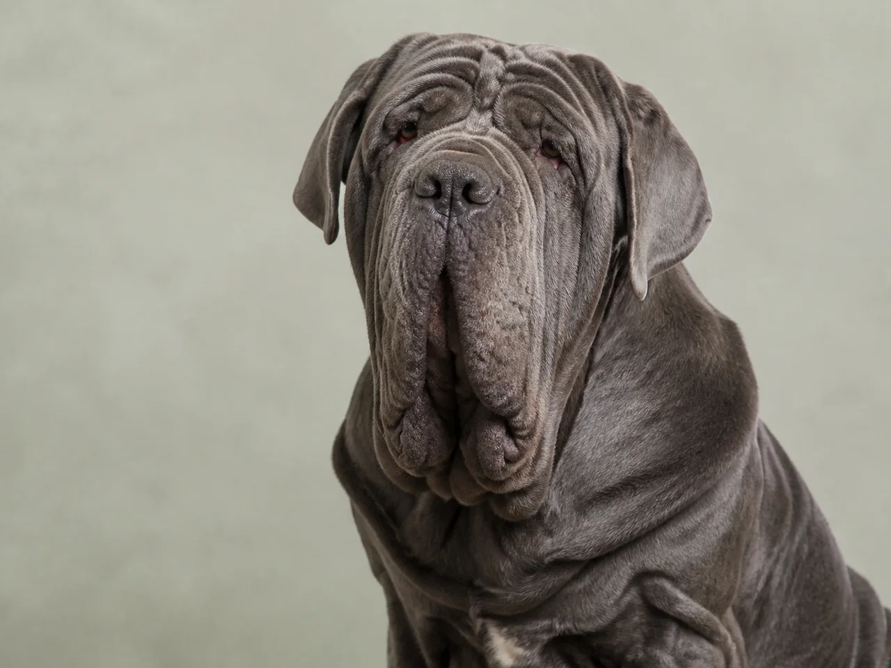 Healthy adult Neapolitan Mastiff breed portrait