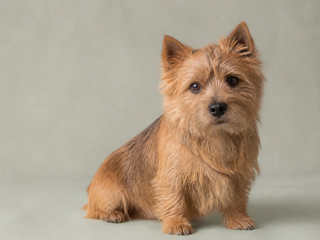 Healthy adult Norwich Terrier breed portrait