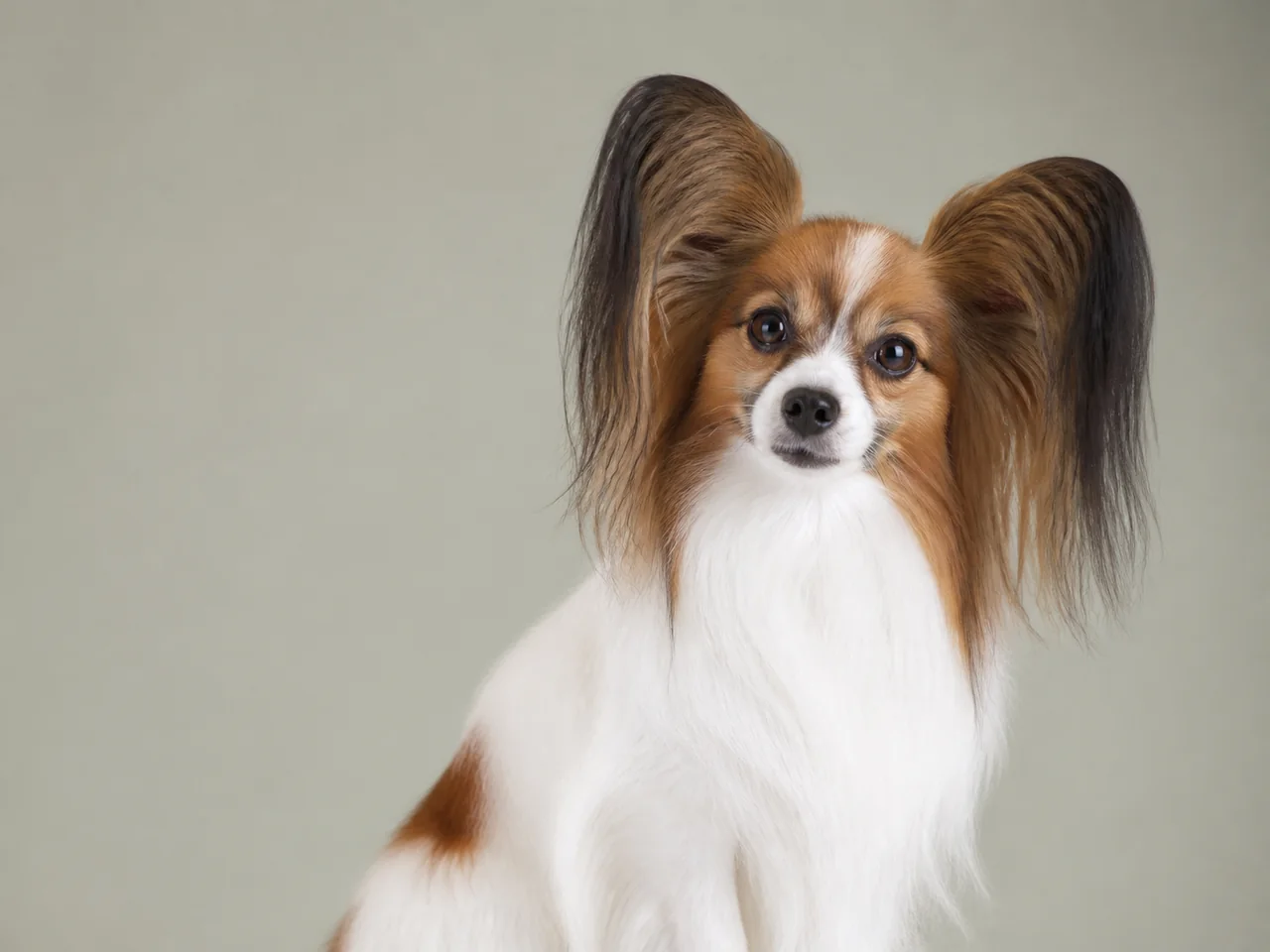 Healthy adult Papillon breed portrait