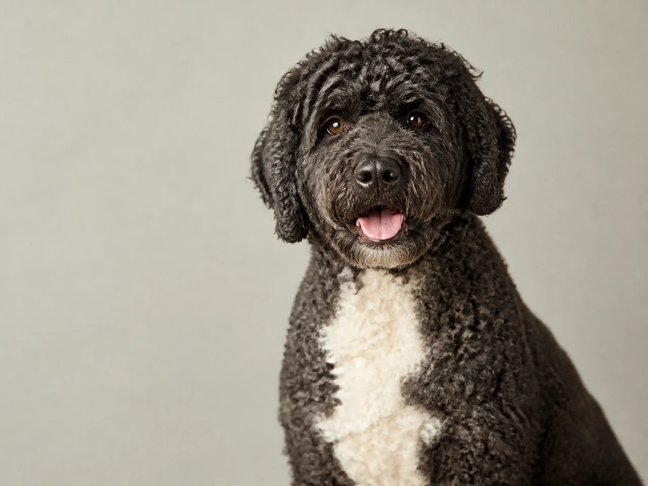 Healthy adult Portuguese Water Dog breed portrait