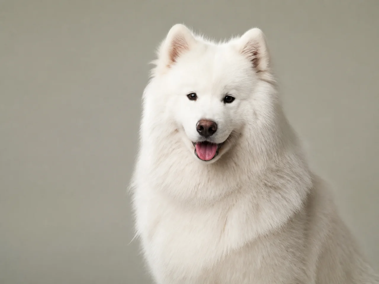 Healthy adult Samoyed breed portrait