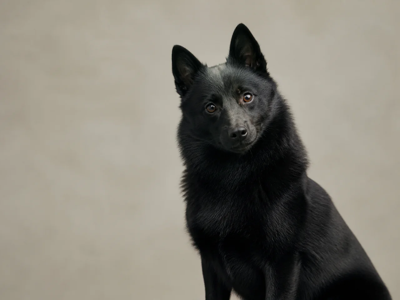 Healthy adult Schipperke breed portrait