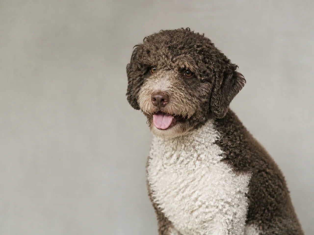 Healthy adult Spanish Water Dog breed portrait