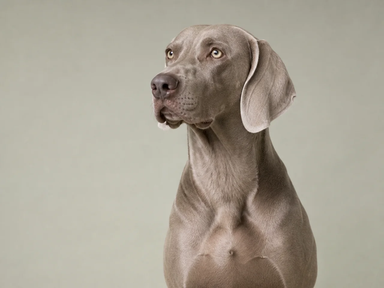 Healthy adult Weimaraner breed portrait