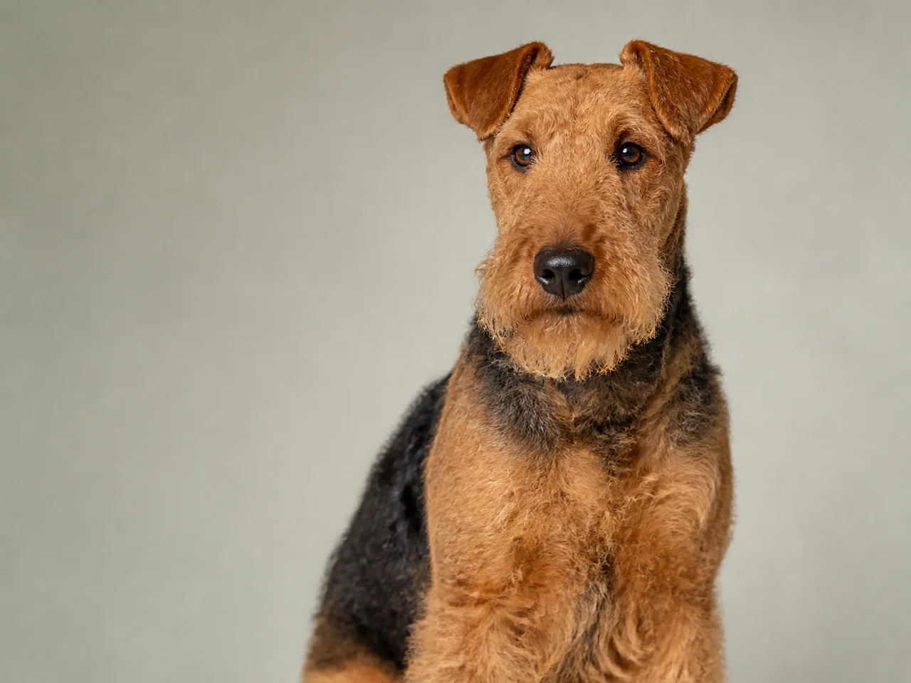Healthy adult Welsh Terrier breed portrait