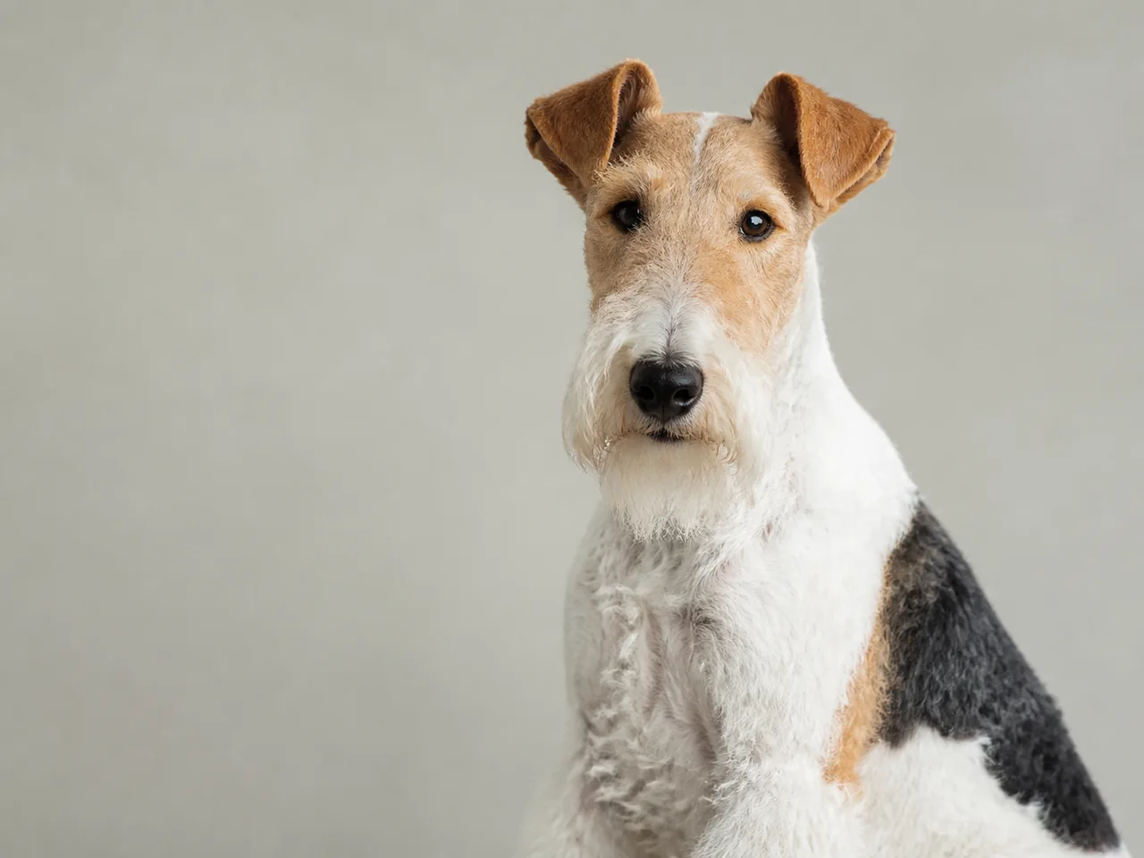 Healthy adult Wire Fox Terrier breed portrait