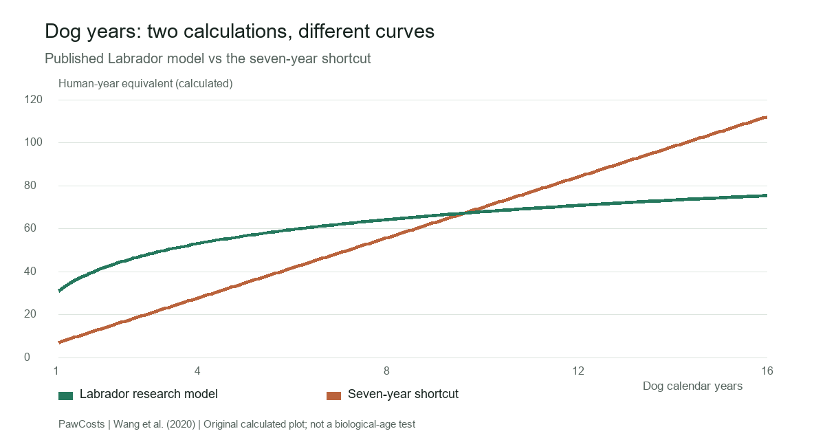 Calculated equivalents from ages 1 to 16: the seven-year shortcut is a straight line; the Labrador research model rises quickly then flattens.